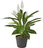 Kunstplant Spatiphyllum H60cm - HTT Decorations kunstplanten - afbeelding 1