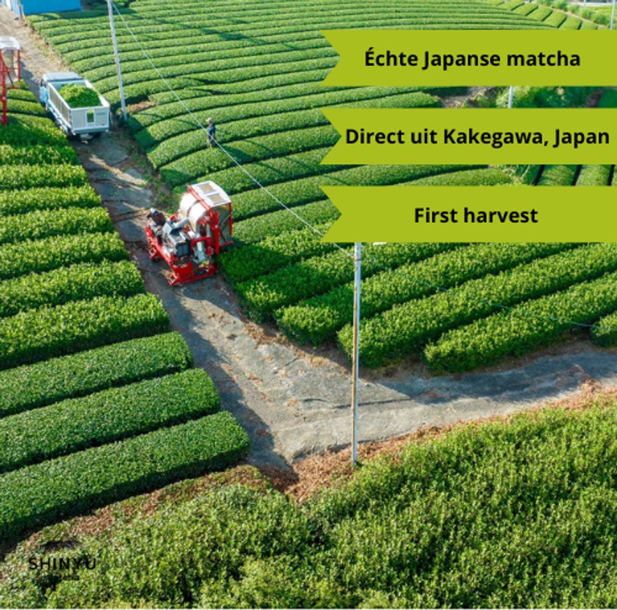 SHINYU Matcha - Ceremonial Grade A - Matcha thee poeder - Premium Japanse matcha poeder puur - Single Pack - 30g - afbeelding 4