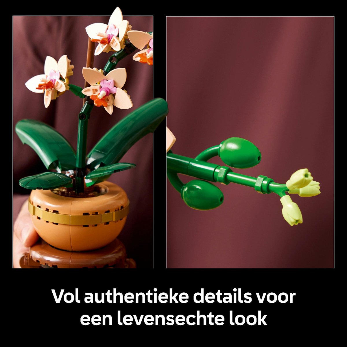 LEGO Botanicals Mini orchidee - 10343 - afbeelding 5