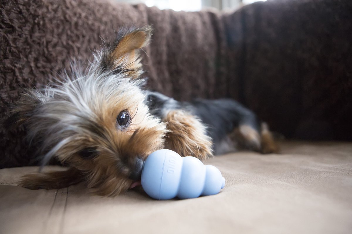 KONG Puppy Speelgoed - Rubber - 8.64 cm - Willekeurige Kleur - M - afbeelding 5
