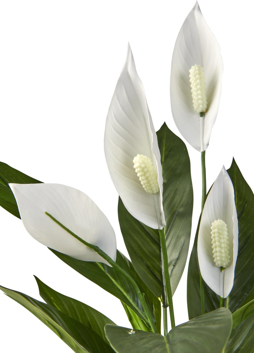 Kunstplant Spatiphyllum H60cm - HTT Decorations kunstplanten - afbeelding 5